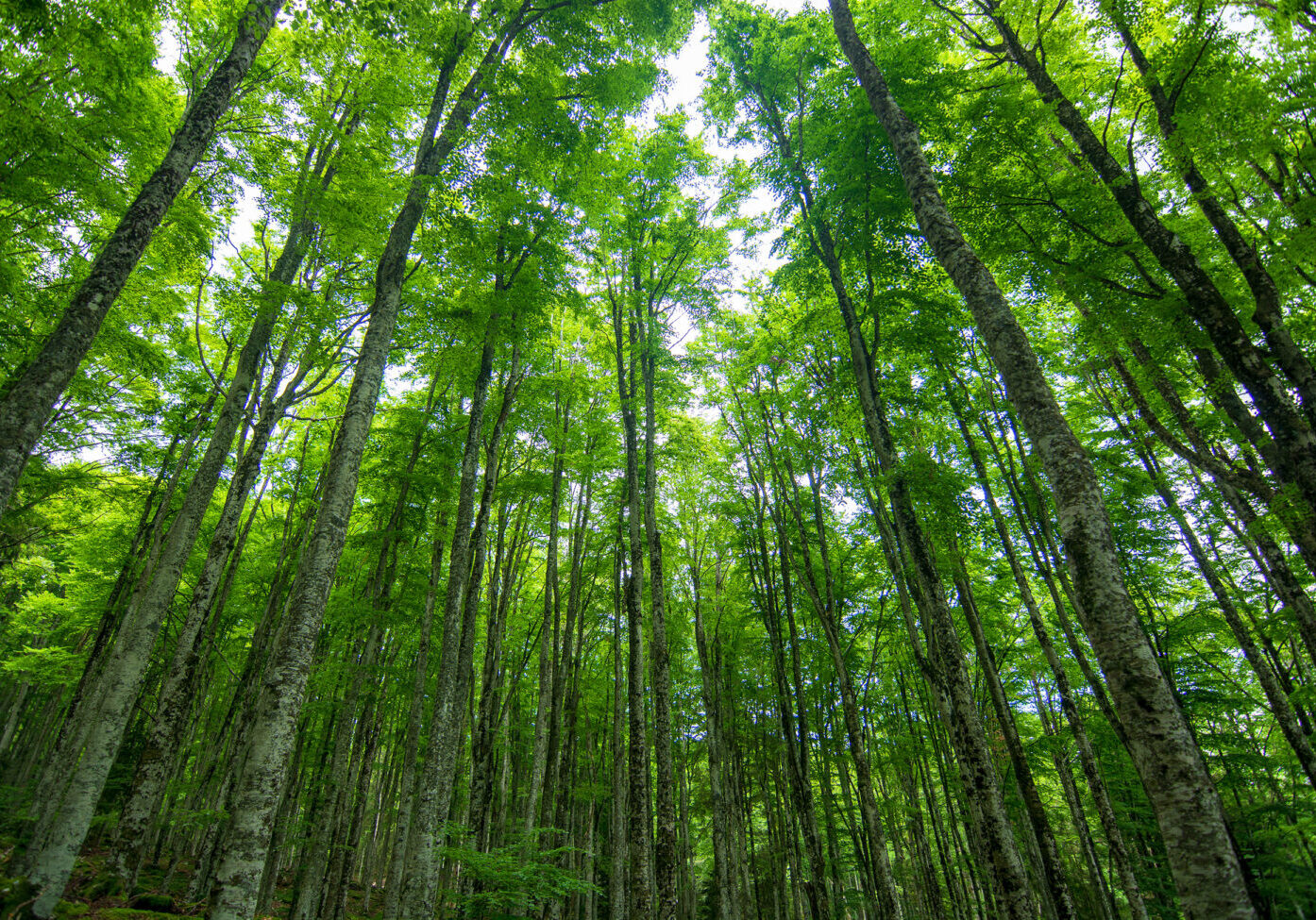 Green forest.